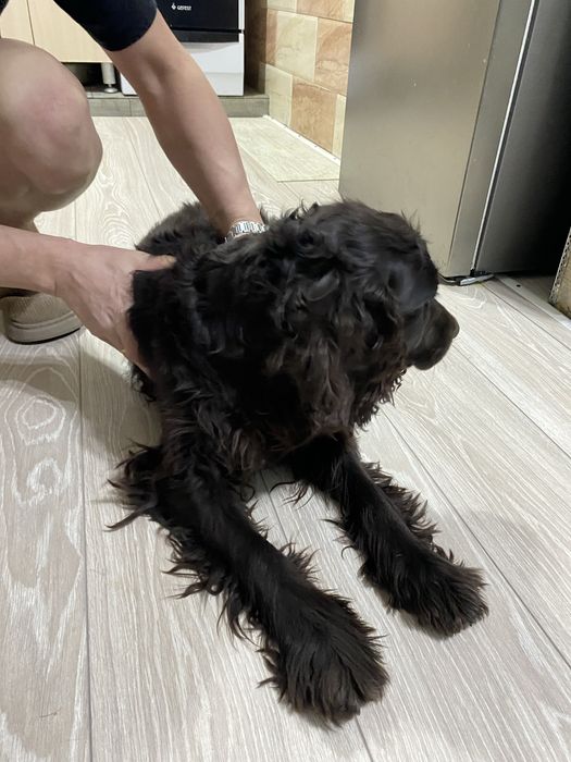 Отдадим в хорошие руки!