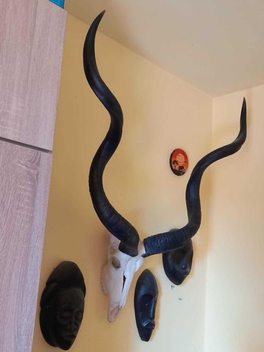 trofeu/trofee/cooarne/craniu de antilopa KUDU imens + masti
