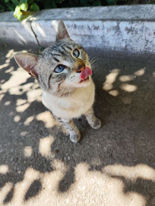 Отдам кота в хорошие руки