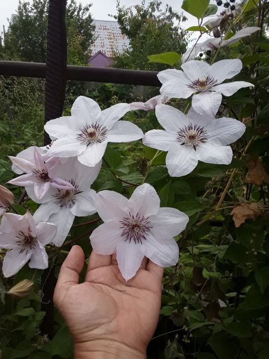 Клематисы. Лианы для сада.