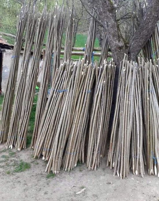 Pari de fasole și de Roșii la 2 lei buc