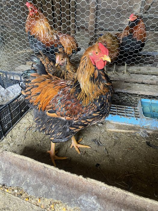 Vand Cocosi matase japonez,araucana,wyandotte gsg,splash  si argint