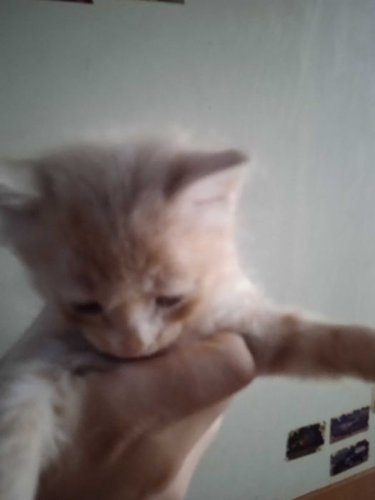 Котята турецкой ангоры, рыжие, мальчики 40 дней.