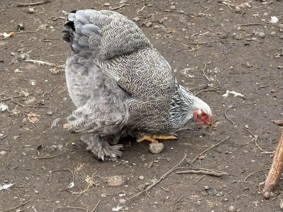 Familie brahma silver si herminat inchis