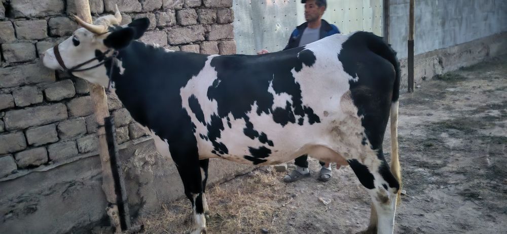 Qora mollar galeshten frist