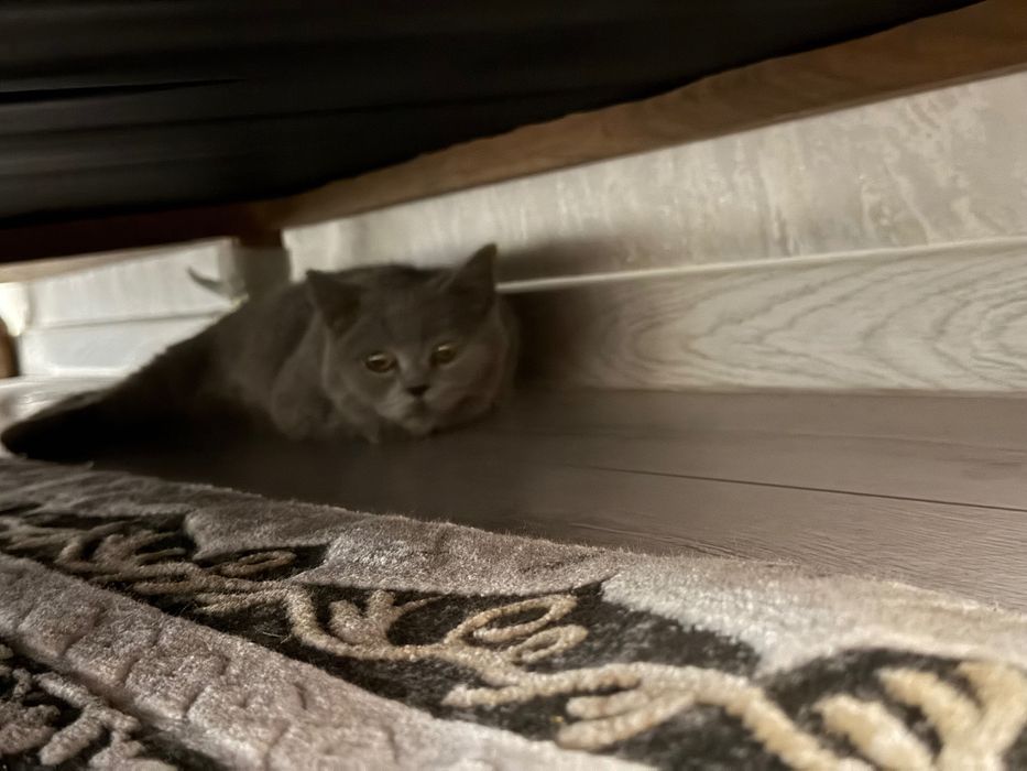 кошка чисто продам