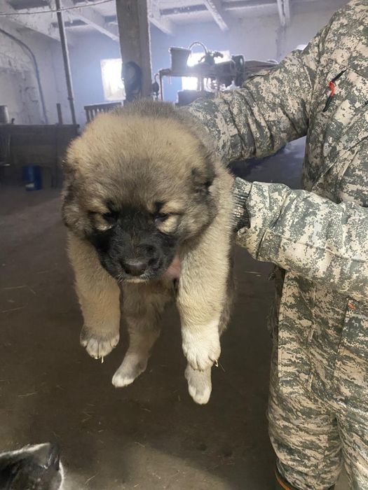 Продам щенков алабаев