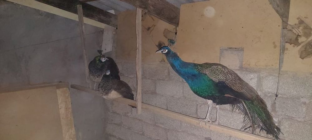 Жар  птица жар птица