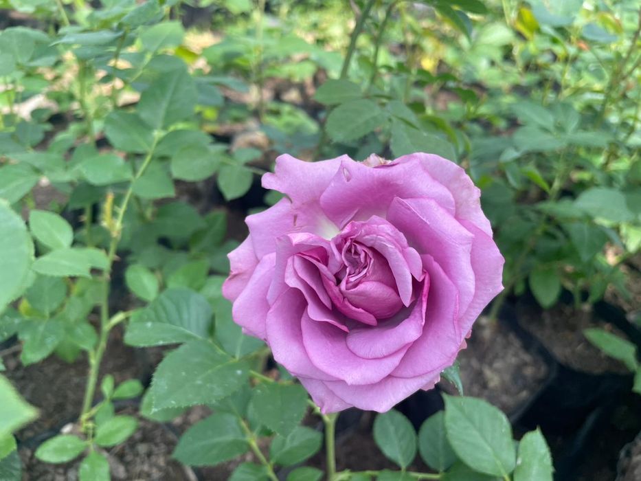 Роза  көшеттер  .