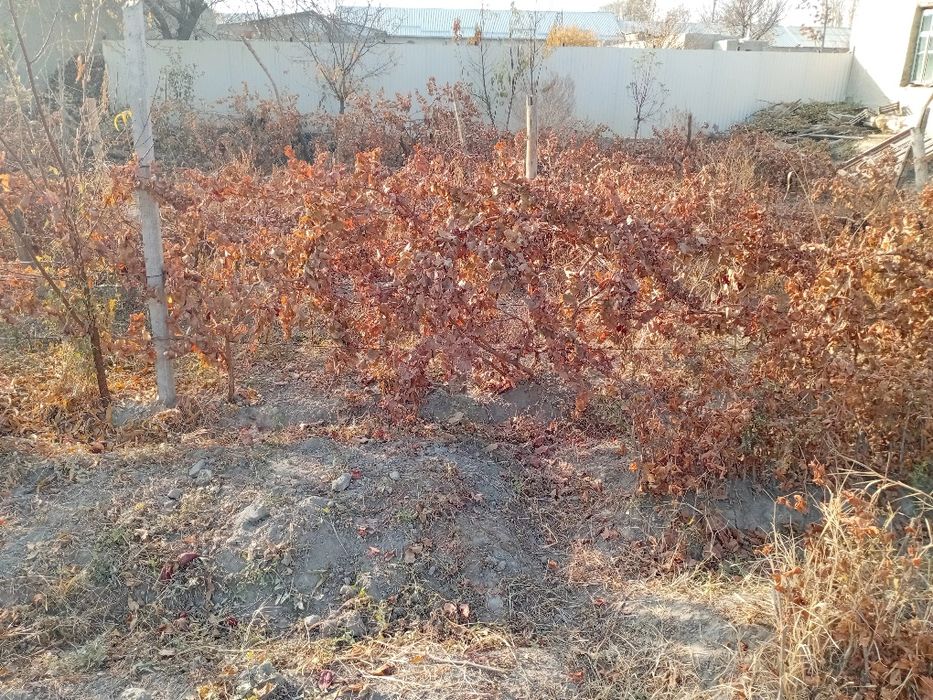 Узум кучатлари тойфи