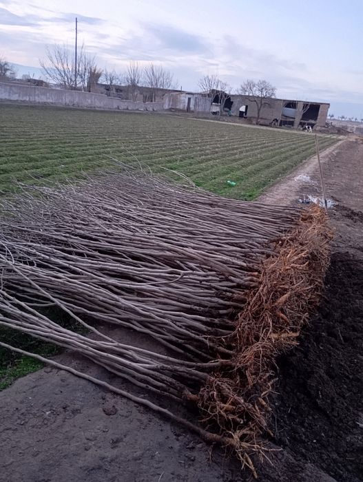 Yapon tut payvand qilingan