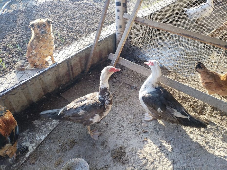 Индоутки самцы молодняк