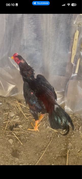 Dakan jo'ja sotiladi joy boshatishga.