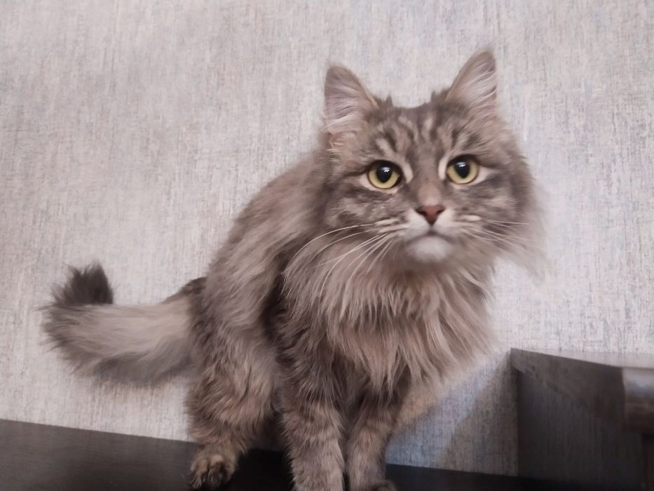 Ищем дом для котика