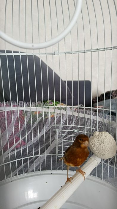 Канарейка поющий самец