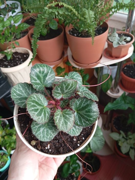 Продам растения комнатные