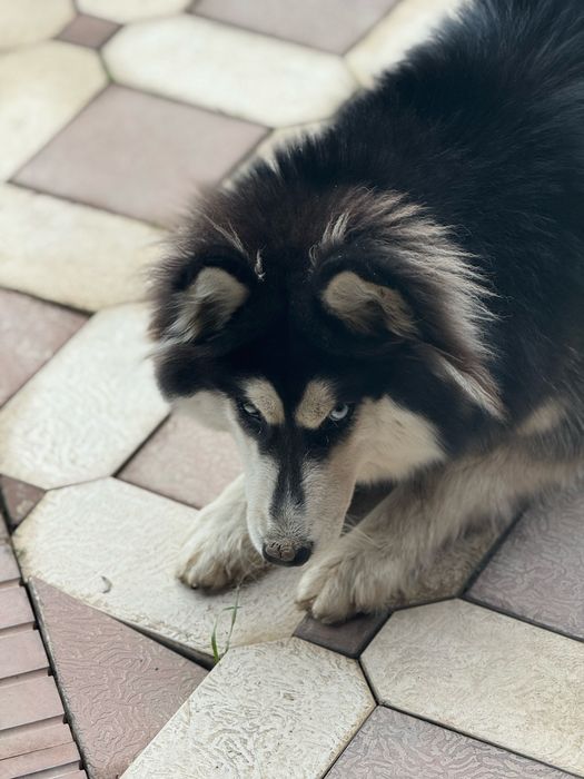 Собака хаски 8 месяц