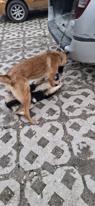 Белгиска овпарка малиноа