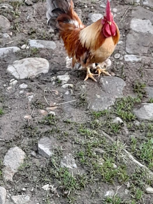 Chabo de Columbia am 2 si un cocoș de matase japoneza