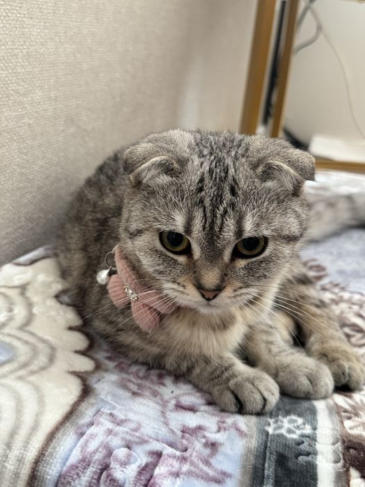 Вязка кошечка девушка