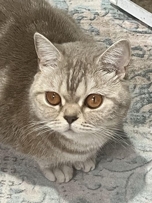Отдам в хорошие руки