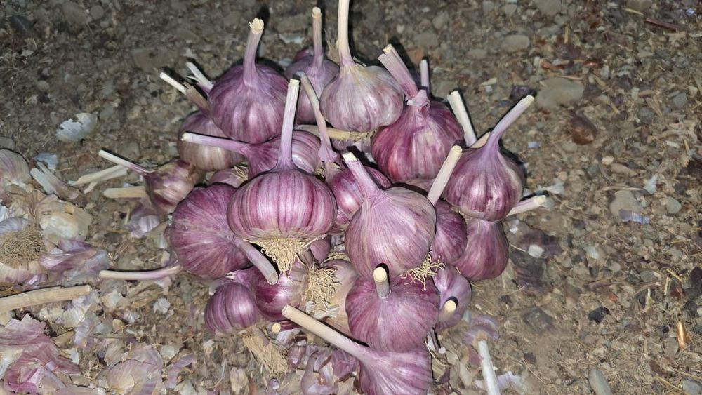 Продам крупный чеснок оптом