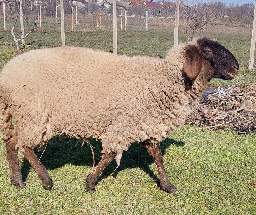 Vand 2 mielute carabase