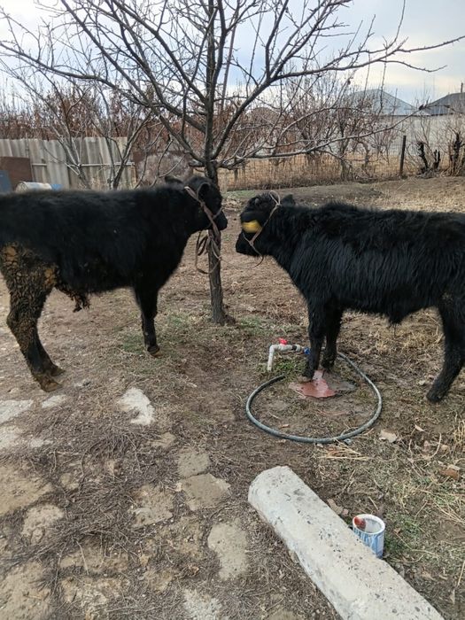 Бұқа сатылады. Продам бычков