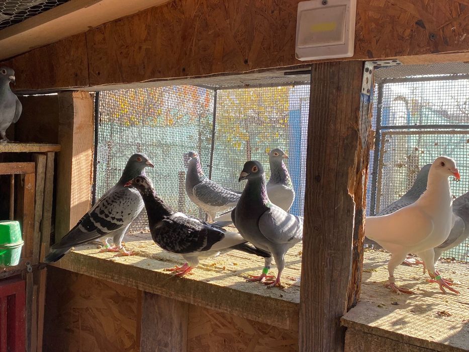 Vând porumbei diferite rase