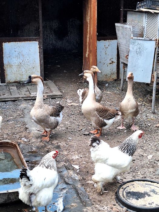 Продавам големи гъски