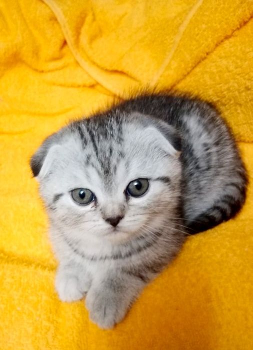 ШоТлаНдские КотЯта..