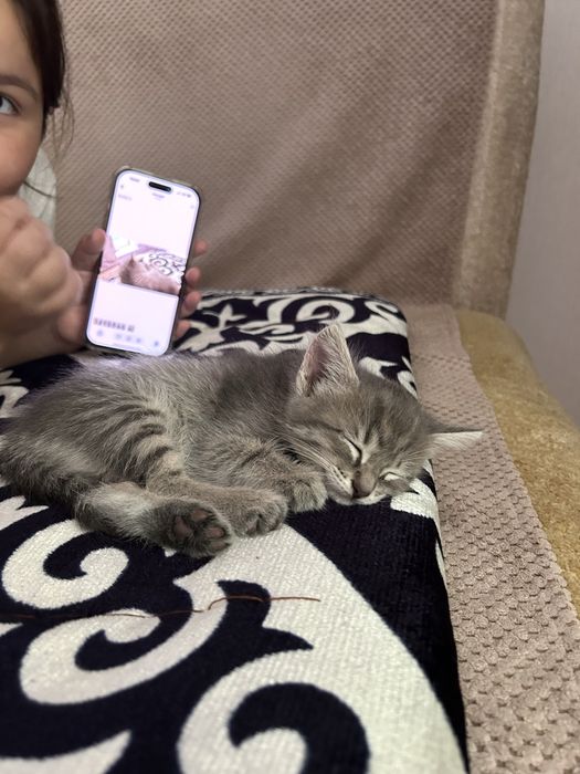 Отдаю в добрые руки котенка