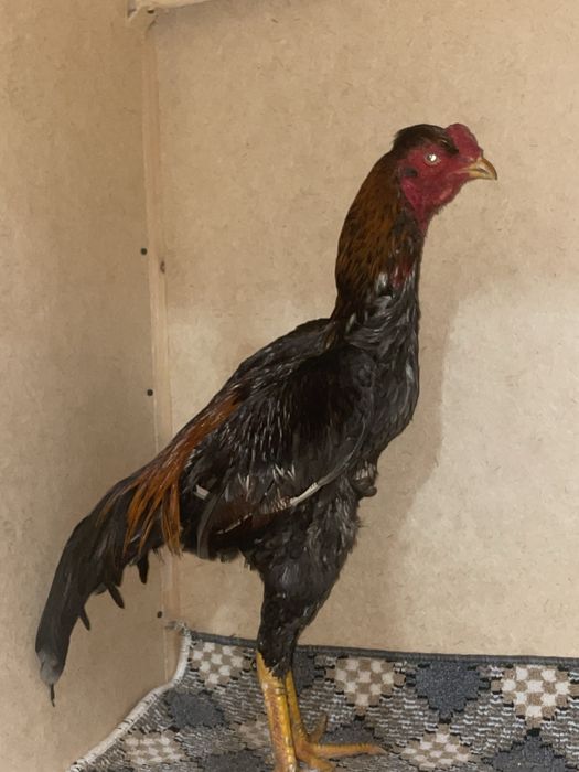 Dakan Xoroz kul popak