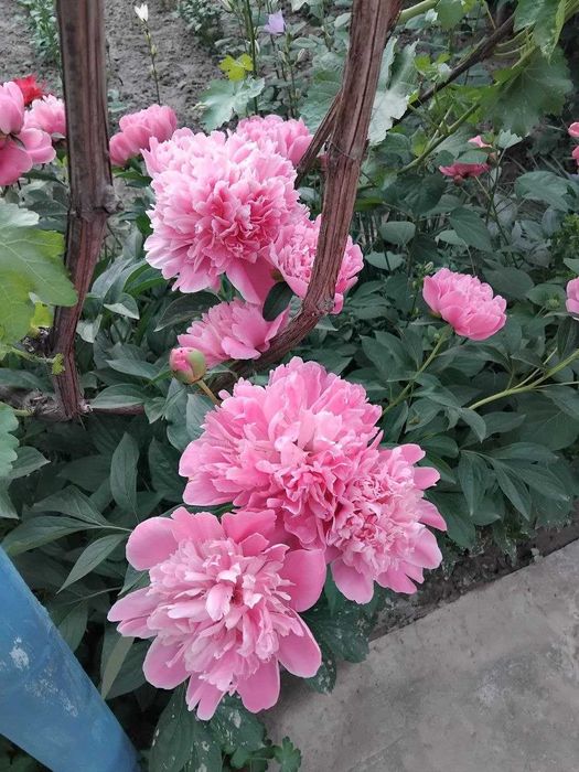 Клематисы разных сортов и спирея, ежевика, климатис, Klematis