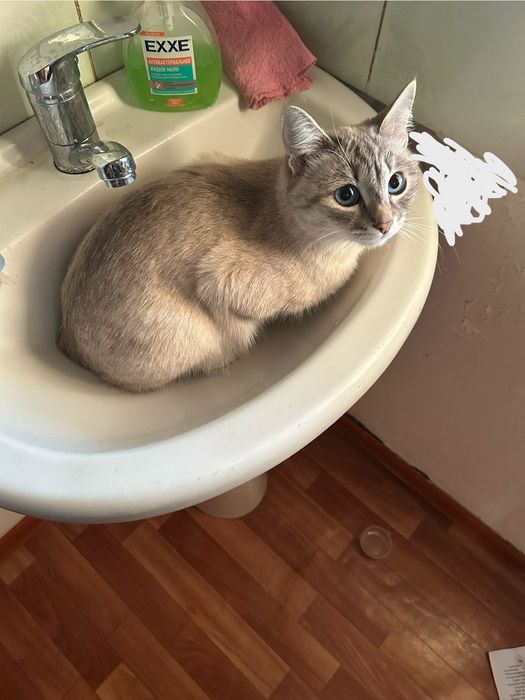 красивая взрослая кошка МЫСЫҚ