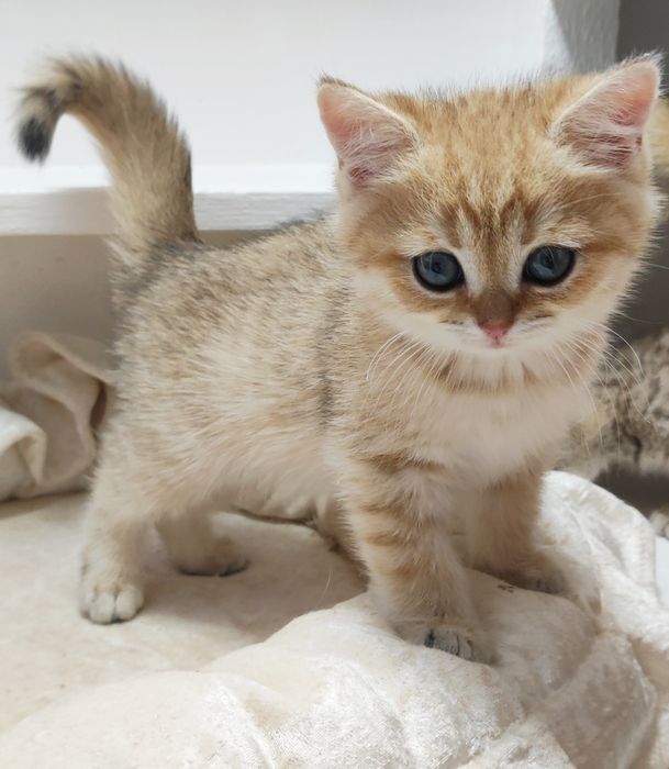 Британский зоЛото КоТик