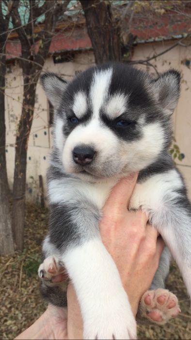 Девочке месяц голубоглазая