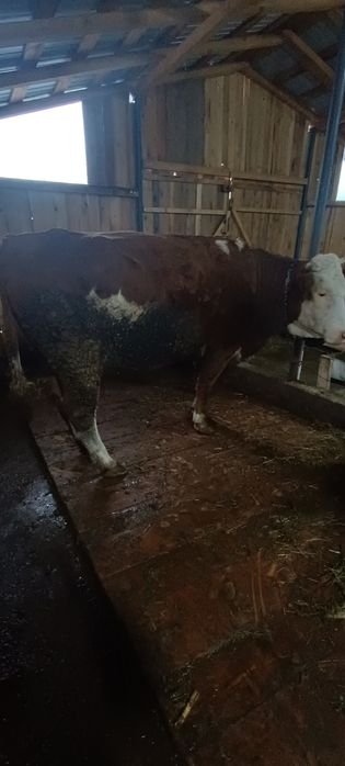 Vind vaca baltata romineasca la a doua fatare