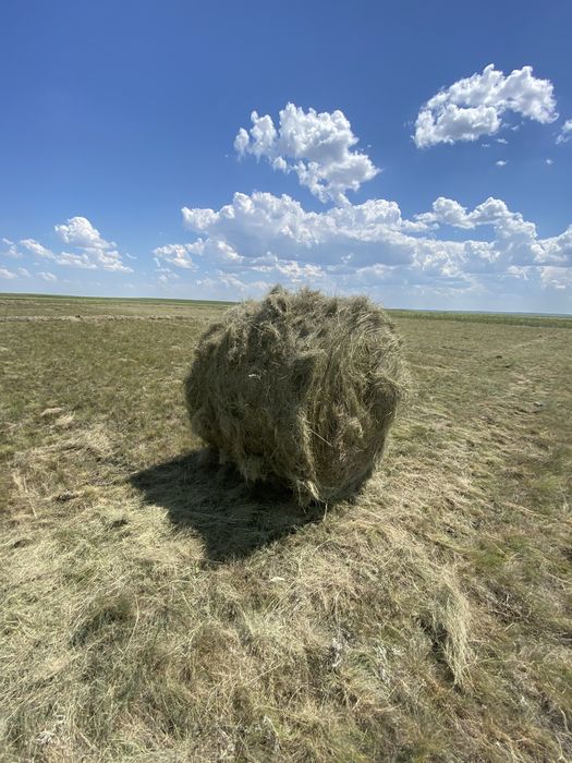 Шөп сатылады руллон