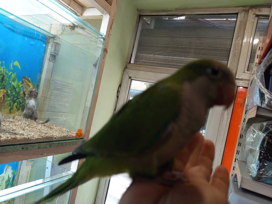 Монах-ръчно хранен