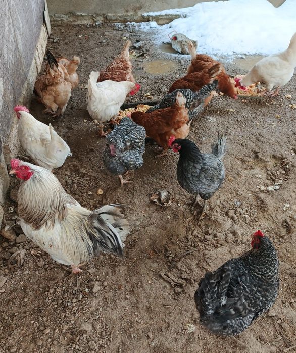 Продам курей и один петух.