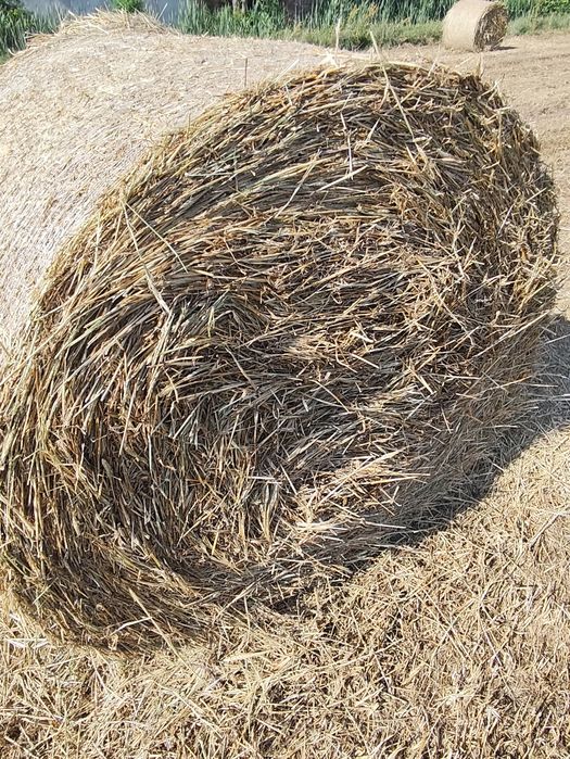 Vând fân de orz 2025