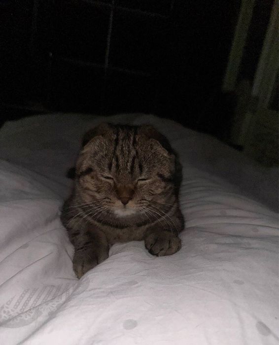 Scottish Fold mushuk