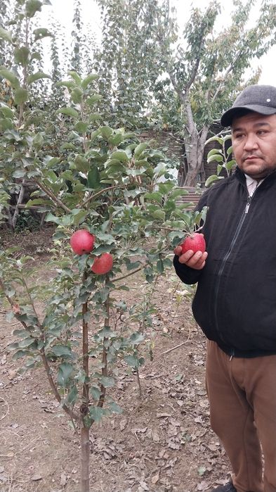 Катта дарат мевали кучатлар 3/8 ёшгача ишонарли сортлар сотувда