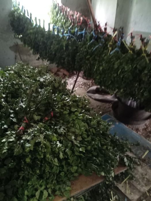 Веники березовые. Отличного качеста