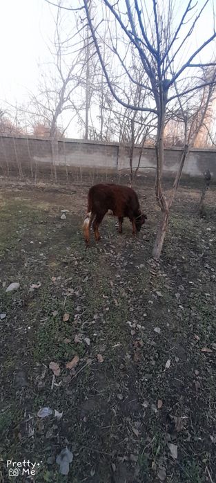 Gunojin sotladi soglom