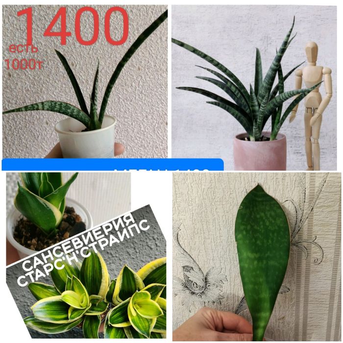 Сансевиерия 1400т на ватсап писать