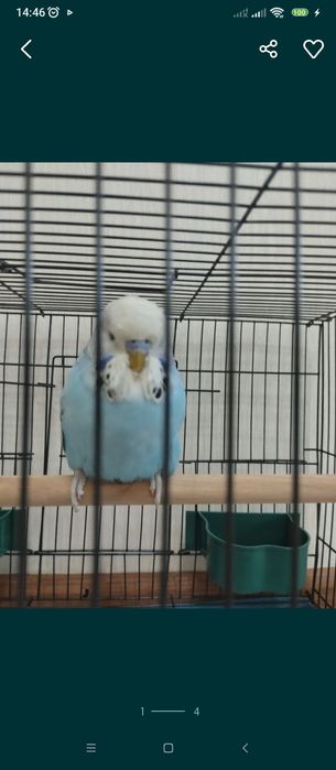 Андука   самец молодой