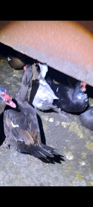 Vand ratoi si rate lesesti