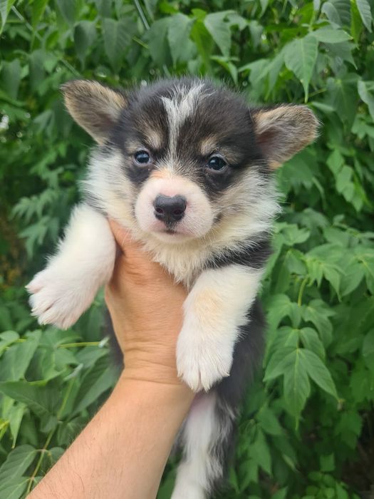 Продам щенков вельш-корги пемброк,рассрочка каспи 0 0 12